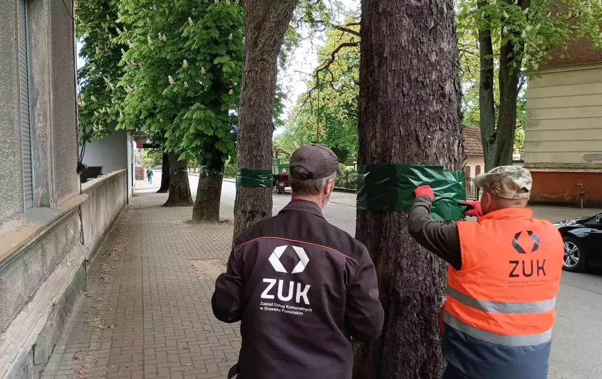 Zdjęcie do Akcja wieszania pułapek feromonowych