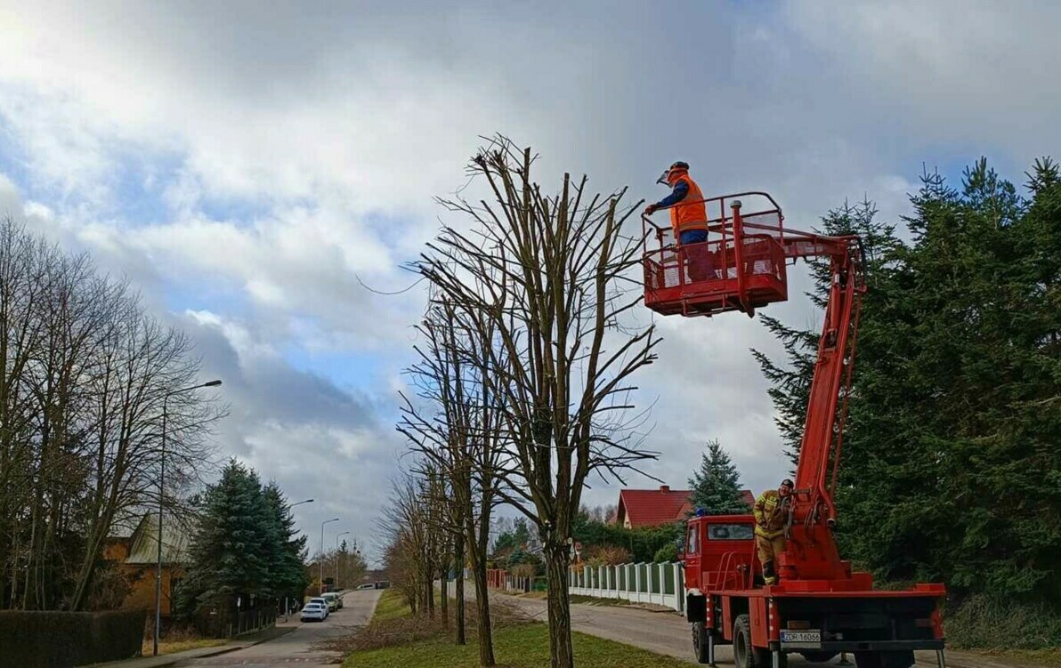 Zdjęcie do Działania przy pielęgnacji zieleni